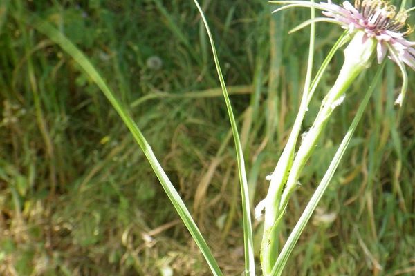 Slender salsify