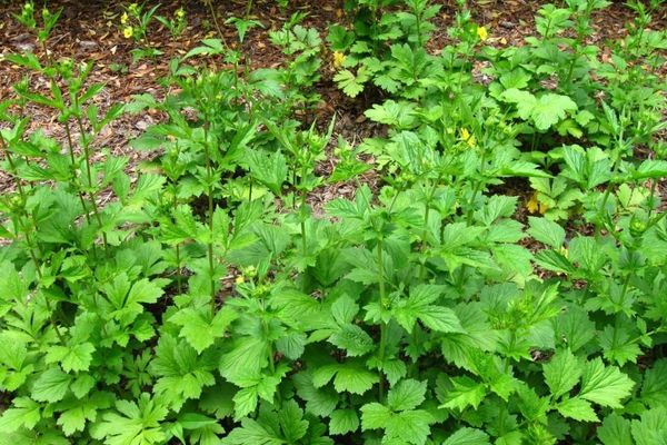 Yellow avens