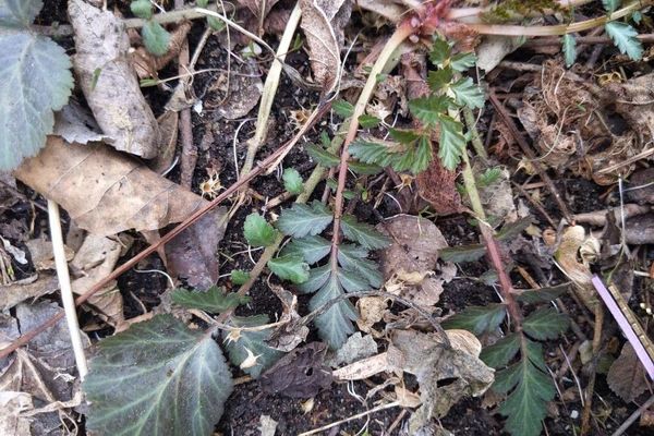 White avens