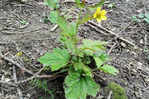 Big-leaf avens