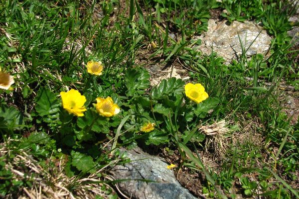 Alpine avens