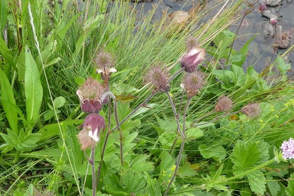 Water avens