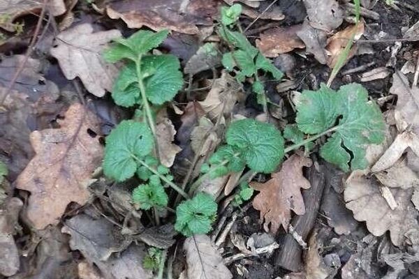 Geum sylvaticum