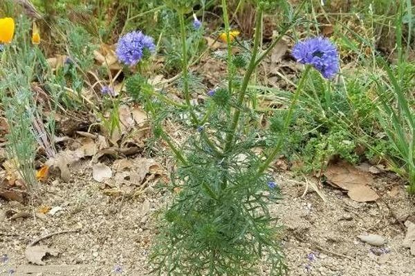 Blue thimble-flower
