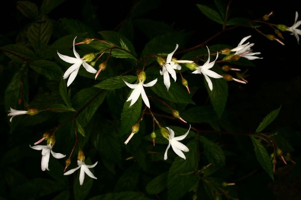 Gillenia trifoliata