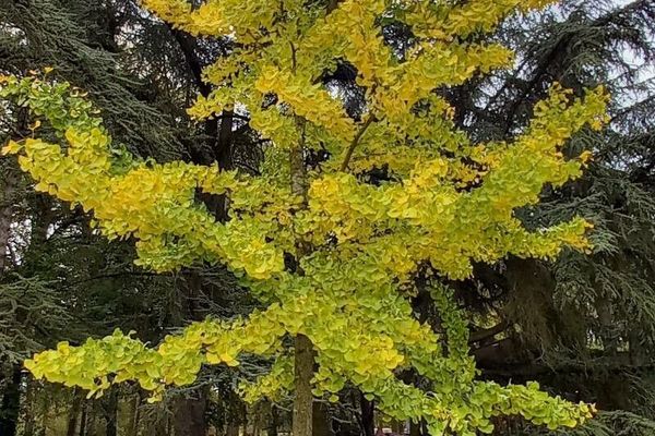 Ginkgo
