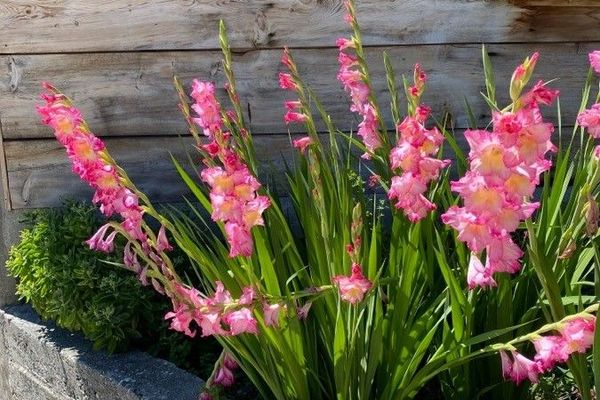 Eastern gladiolus