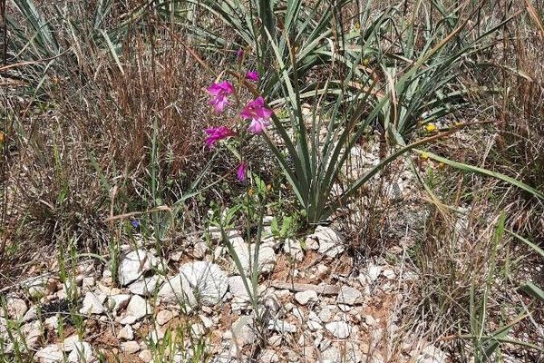 Wild gladiolus