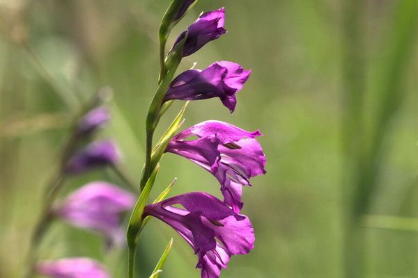 Gladiolus imbricatus