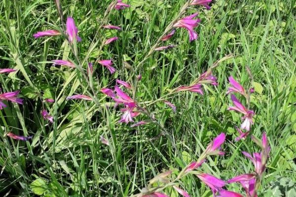 Field gladiolus