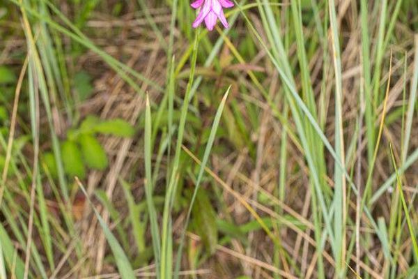Gladiolus palustris
