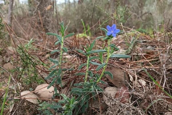Scrambling gromwell