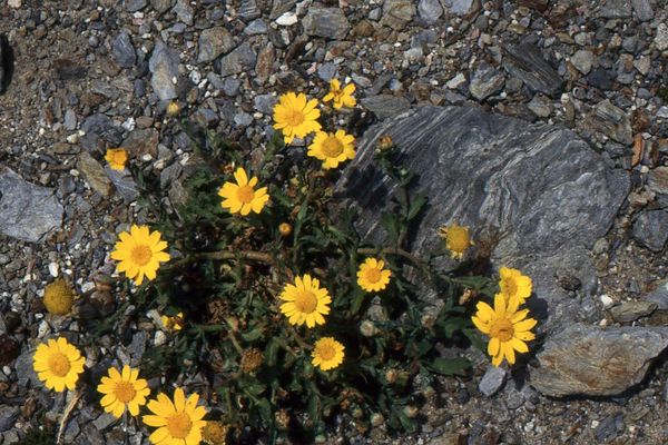 Corn chrysanthemum