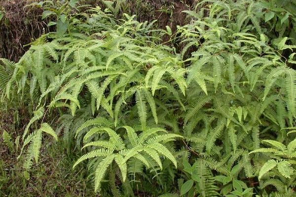 Comb forked fern