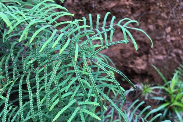 Gleichenia dicarpa