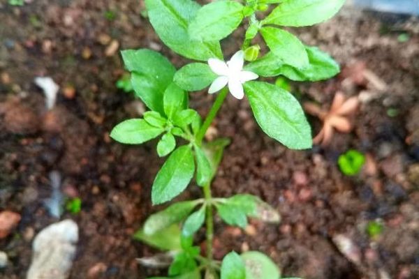 Slender carpetweed