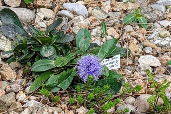 Nacktstengelige kugelblume