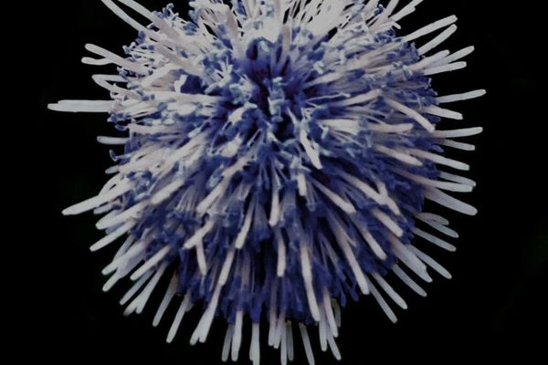 Common globularia