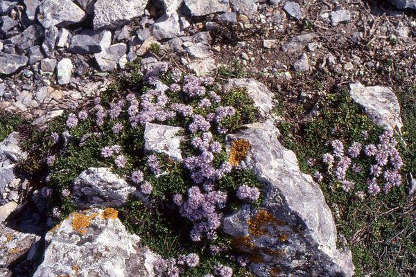 Creeping globularia