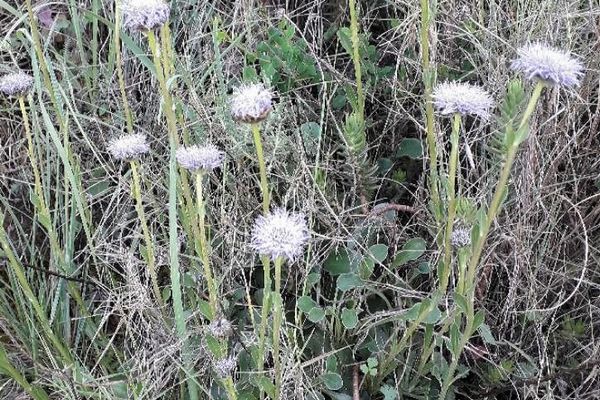 Common globularia