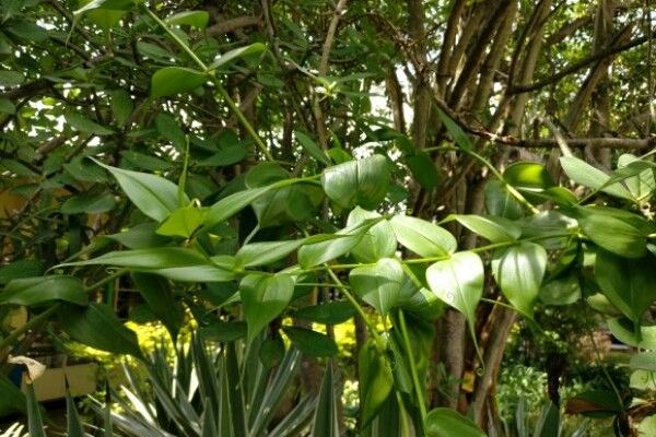 Climbing-lily