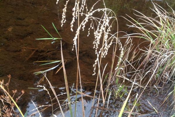 Rattlesnake grass