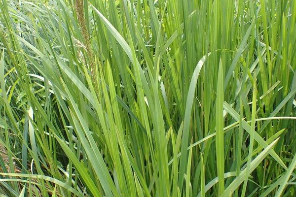 Reed sweet grass