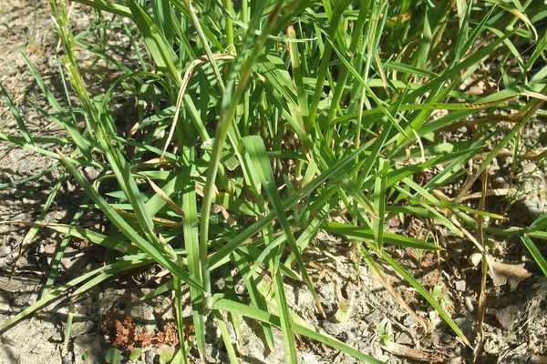 Plicate sweet grass