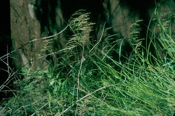 Fowl manna grass