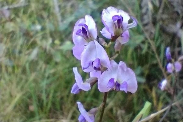 Small-leaf glycine