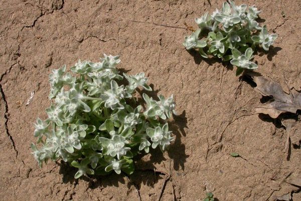 Western marsh cudweed