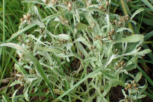 Marsh cudweed