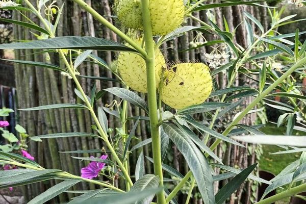 Balloon cotton bush