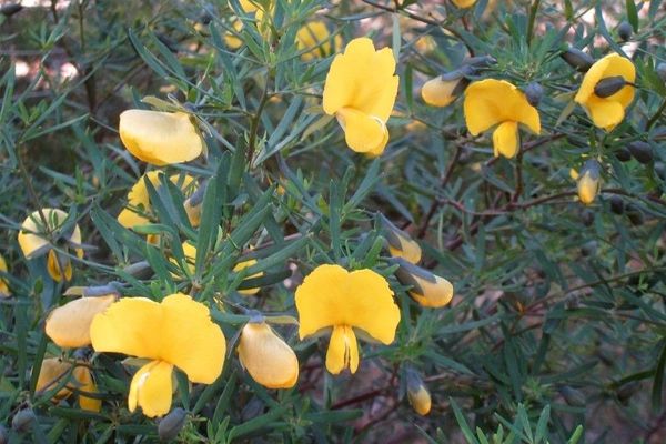 Broadleaf wedge-pea