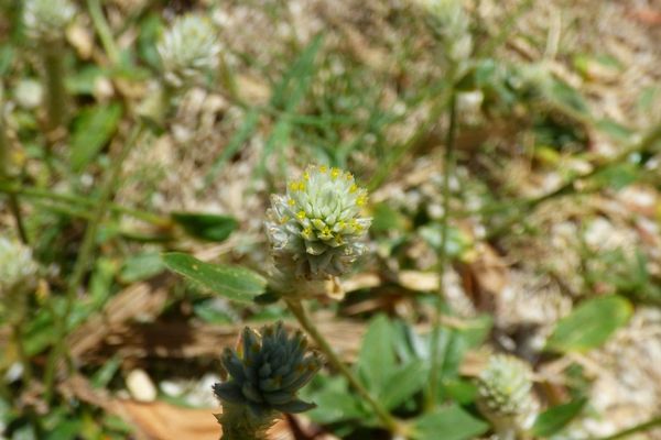 Gomphrena-weed