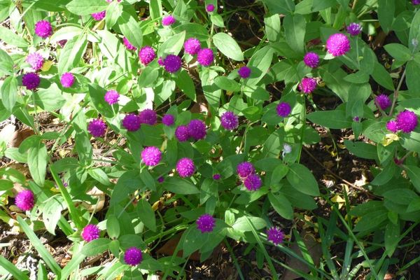 Common globe-amaranth
