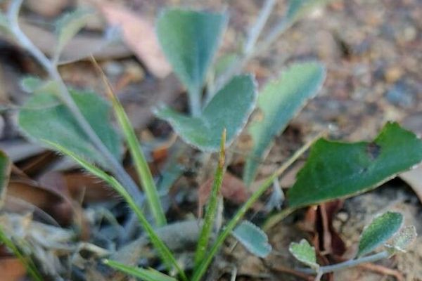 Goodenia hederacea