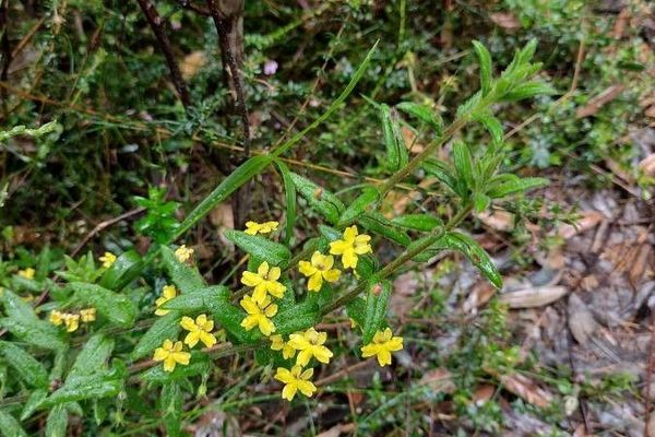 Goodenia heterophylla