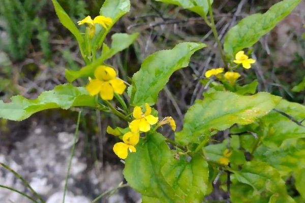 Hop goodenia