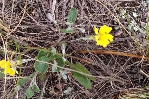 Goodenia pinnatifida