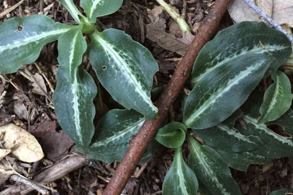 Menzie's giant rattlesnake-plantain