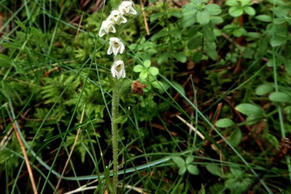 Creeping lady's tresses