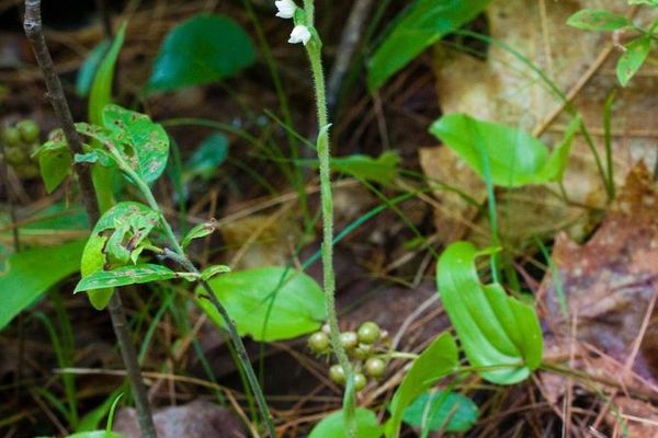 Checkered rattlesnake plantain