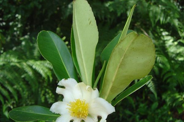 Gordonia fruticosa