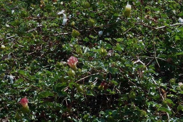 Tree cotton