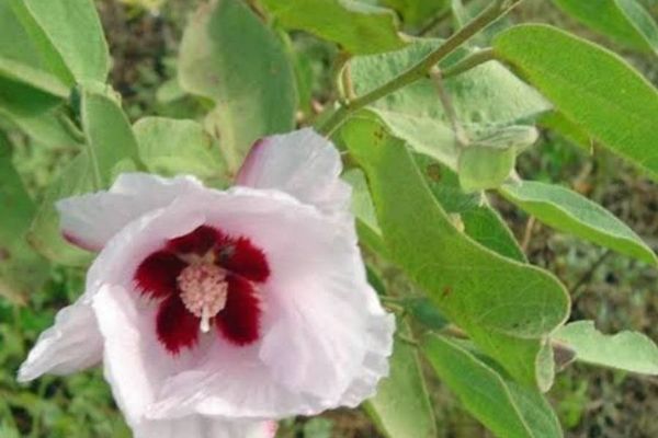 Gossypium australe