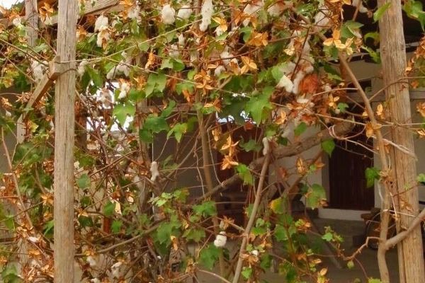 American cotton