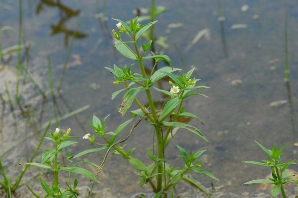 Clammy hedgehyssop