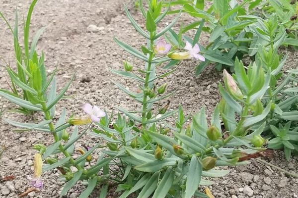 Hedge-hyssop