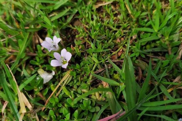 Gratiola peruviana